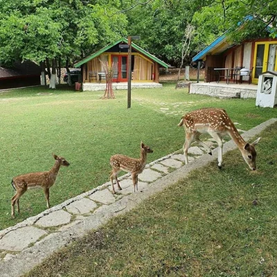 Llogara